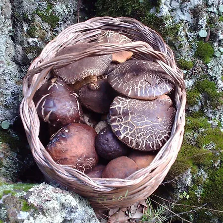 Bed & Breakfast Don Diego Linguaglossa